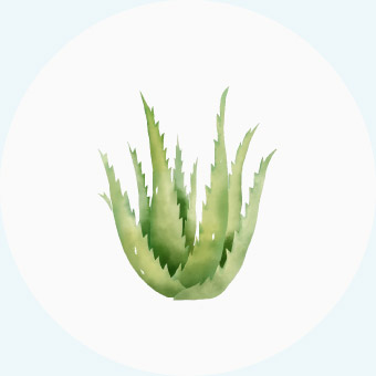 Miyako Aloe Extract